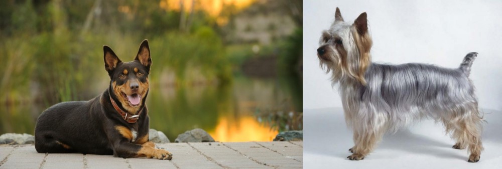 Silky Terrier vs Australian Kelpie - Breed Comparison