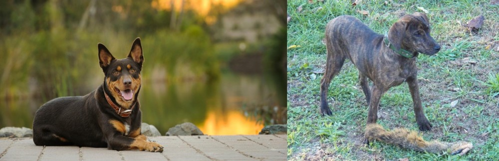 Treeing Cur vs Australian Kelpie - Breed Comparison