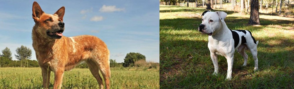 American Bulldog vs Australian Red Heeler - Breed Comparison