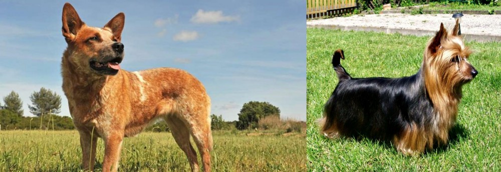 Australian Silky Terrier vs Australian Red Heeler - Breed Comparison
