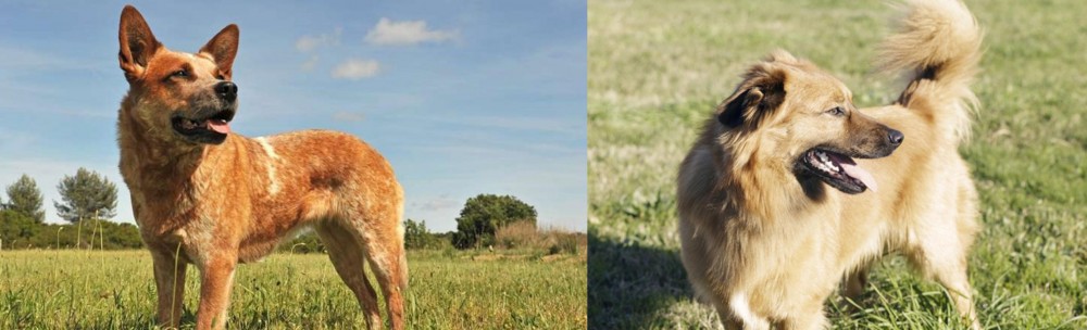 Basque Shepherd vs Australian Red Heeler - Breed Comparison