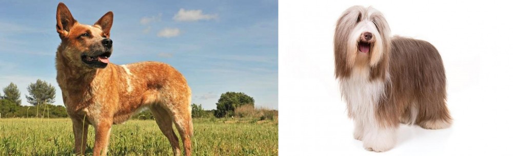 Bearded Collie vs Australian Red Heeler - Breed Comparison
