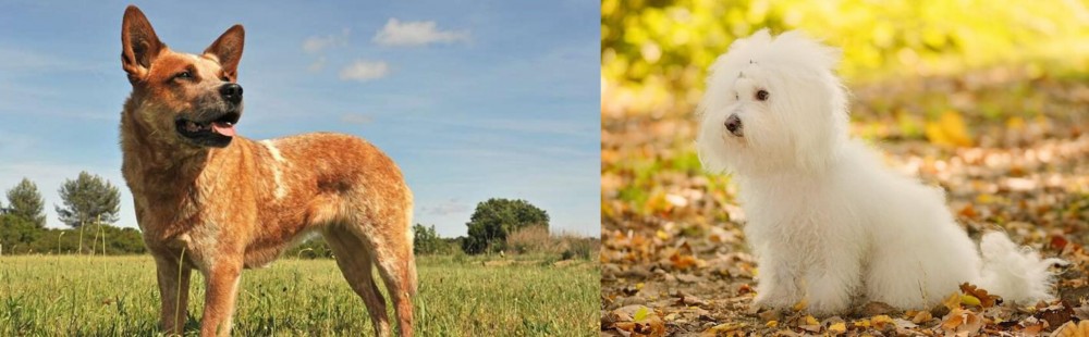 Bichon Bolognese vs Australian Red Heeler - Breed Comparison