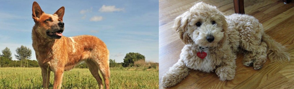 Bichonpoo vs Australian Red Heeler - Breed Comparison