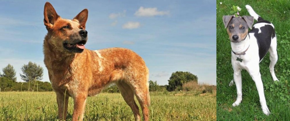Brazilian Terrier vs Australian Red Heeler - Breed Comparison