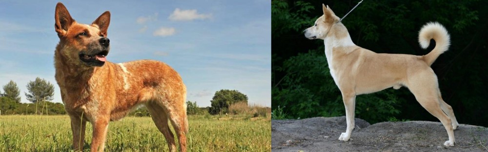 Canaan Dog vs Australian Red Heeler - Breed Comparison