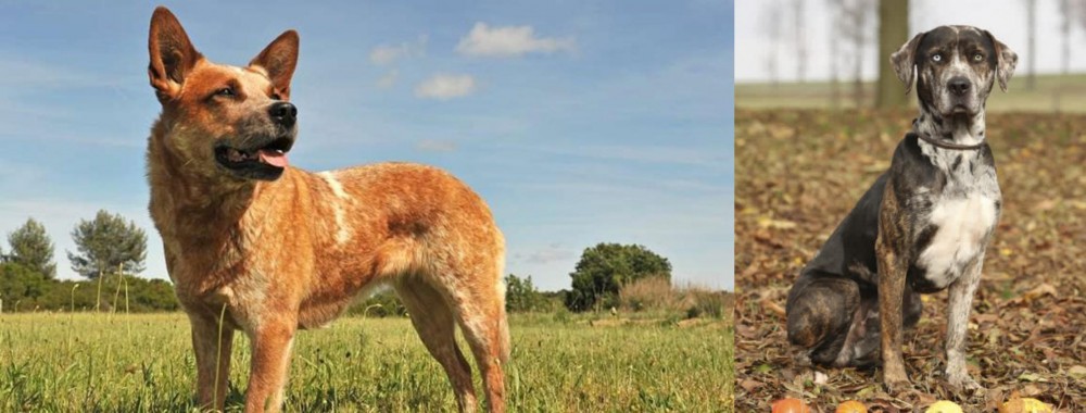 Catahoula Leopard vs Australian Red Heeler - Breed Comparison