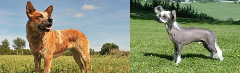 Chinese Crested Dog vs Australian Red Heeler - Breed Comparison