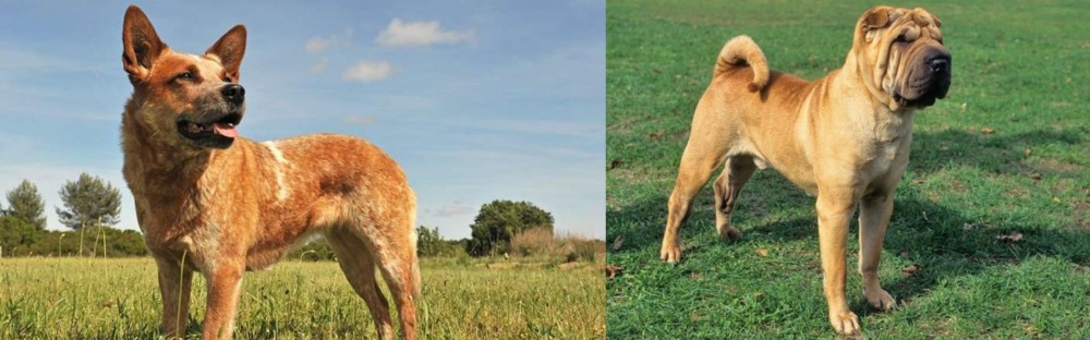 Chinese Shar Pei vs Australian Red Heeler - Breed Comparison