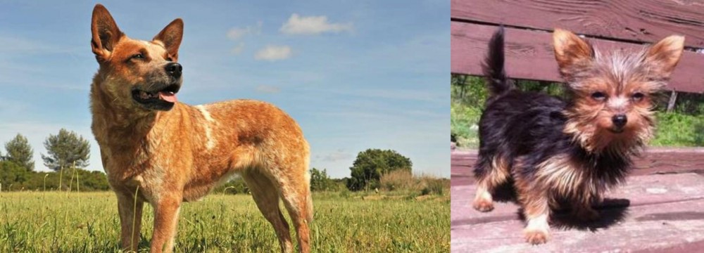 Chorkie vs Australian Red Heeler - Breed Comparison