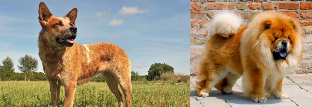 Chow Chow vs Australian Red Heeler Breed Comparison