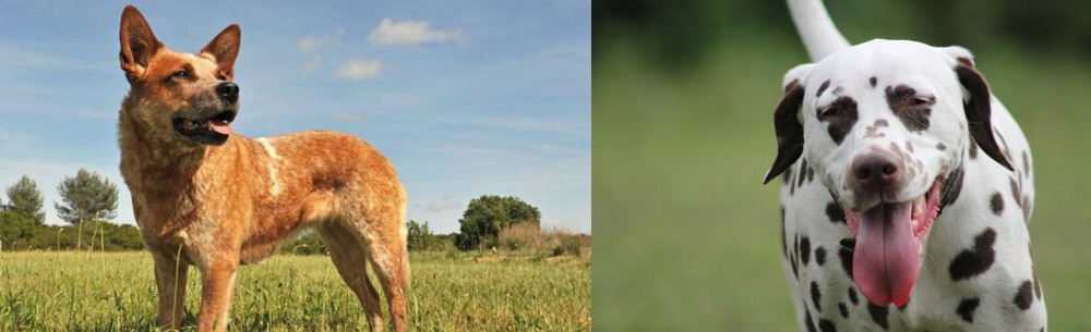 Dalmatian vs Australian Red Heeler - Breed Comparison