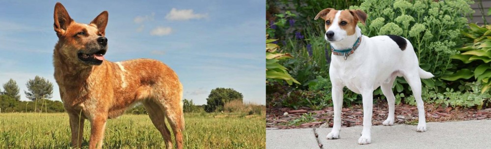 Danish Swedish Farmdog vs Australian Red Heeler - Breed Comparison