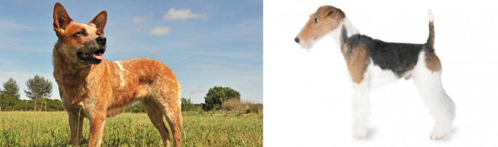 Fox Terrier vs Australian Red Heeler - Breed Comparison
