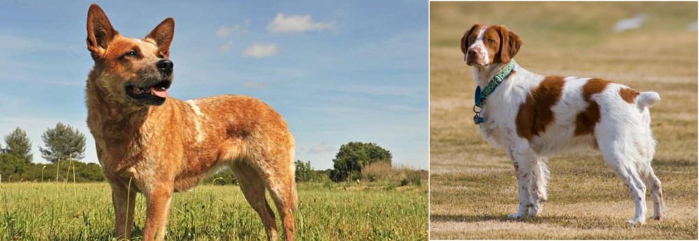 French Brittany vs Australian Red Heeler - Breed Comparison