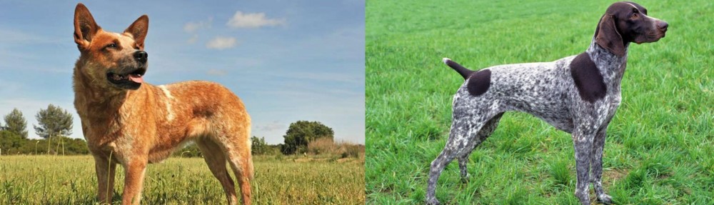 German Shorthaired Pointer vs Australian Red Heeler - Breed Comparison