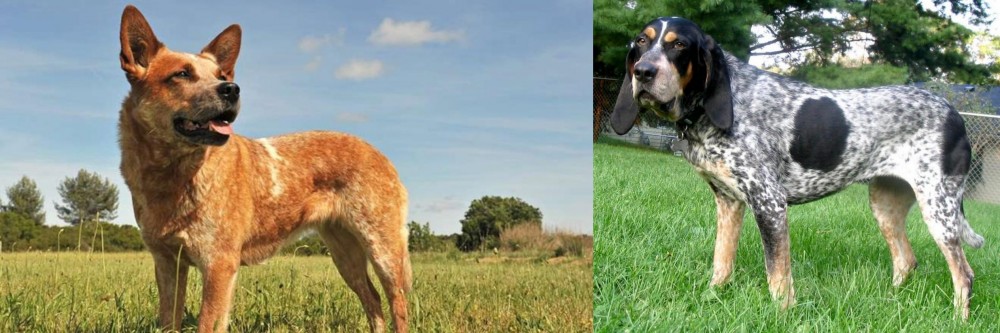 Griffon Bleu de Gascogne vs Australian Red Heeler - Breed Comparison