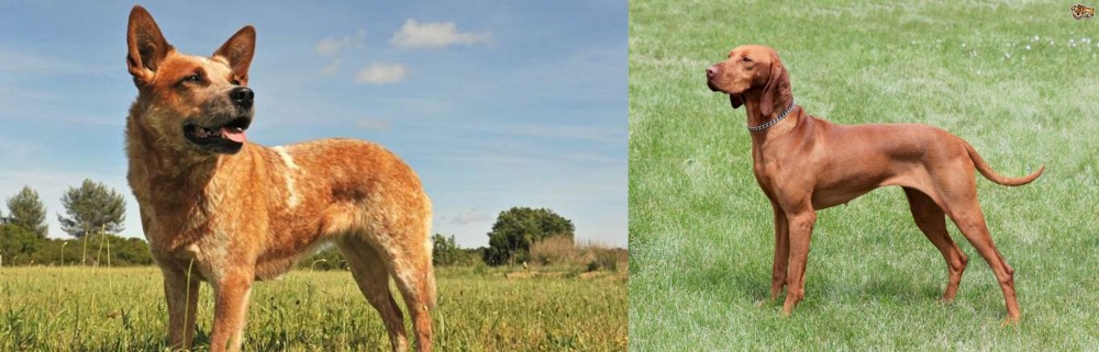 Hungarian Vizsla vs Australian Red Heeler - Breed Comparison