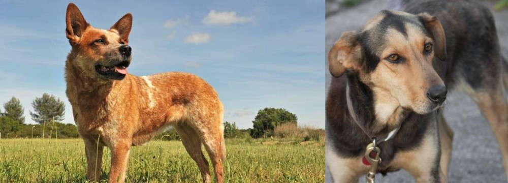 Huntaway vs Australian Red Heeler - Breed Comparison