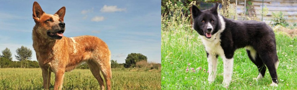 Karelian Bear Dog vs Australian Red Heeler - Breed Comparison