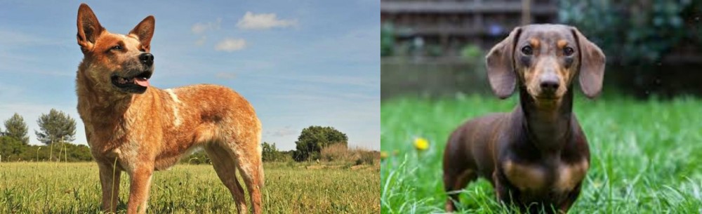 Miniature Dachshund vs Australian Red Heeler - Breed Comparison
