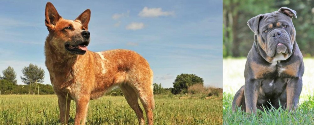 Olde English Bulldogge vs Australian Red Heeler - Breed Comparison