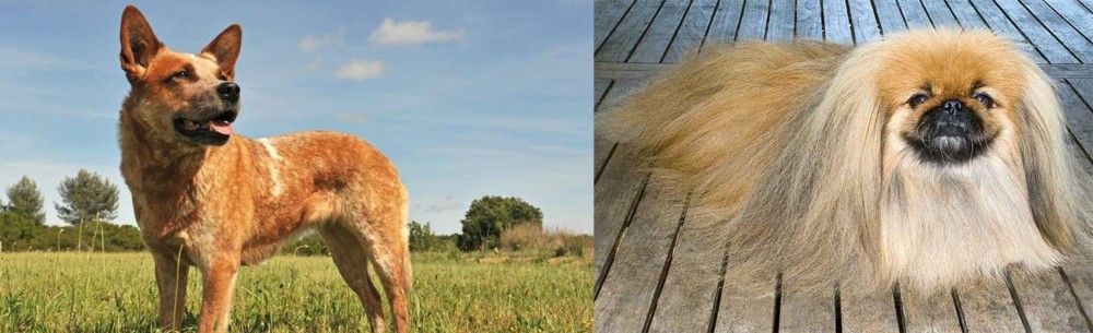 Pekingese vs Australian Red Heeler - Breed Comparison