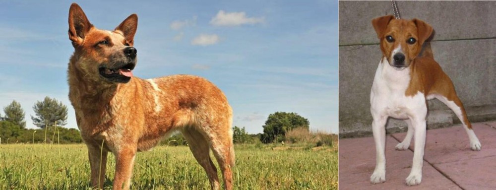 Plummer Terrier vs Australian Red Heeler - Breed Comparison