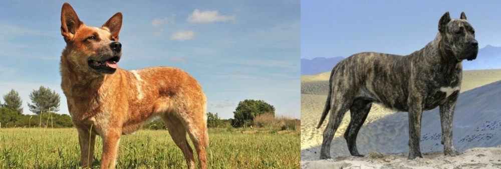 Presa Canario vs Australian Red Heeler - Breed Comparison