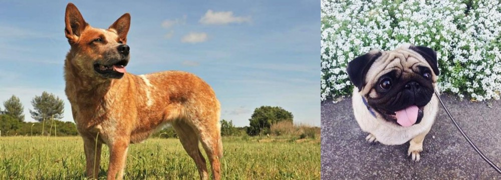Pug vs Australian Red Heeler - Breed Comparison