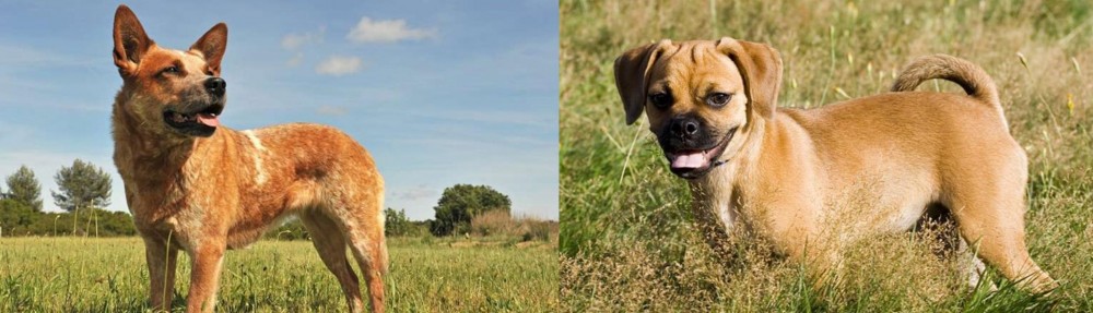 Puggle vs Australian Red Heeler - Breed Comparison