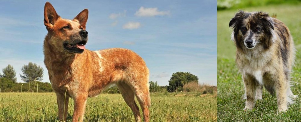 Pyrenean Shepherd vs Australian Red Heeler - Breed Comparison