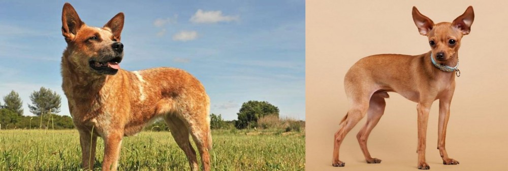 Russian Toy Terrier vs Australian Red Heeler - Breed Comparison