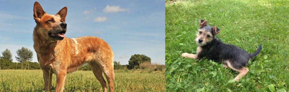 Schnorkie vs Australian Red Heeler - Breed Comparison
