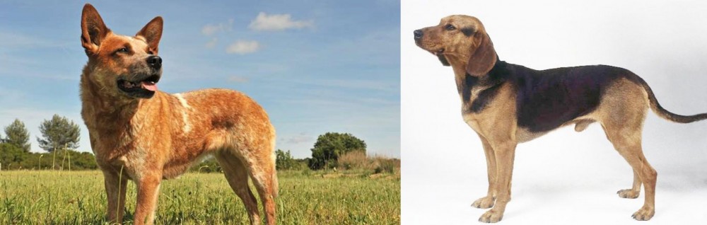 Serbian Hound vs Australian Red Heeler - Breed Comparison
