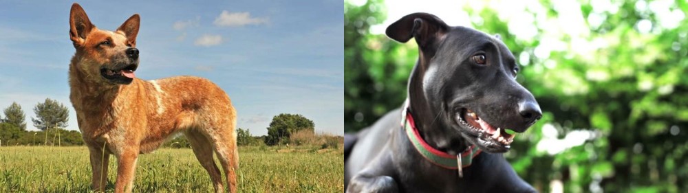 Shepard Labrador vs Australian Red Heeler - Breed Comparison