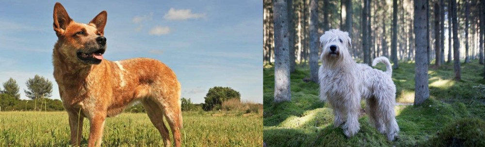 Soft-Coated Wheaten Terrier vs Australian Red Heeler - Breed Comparison