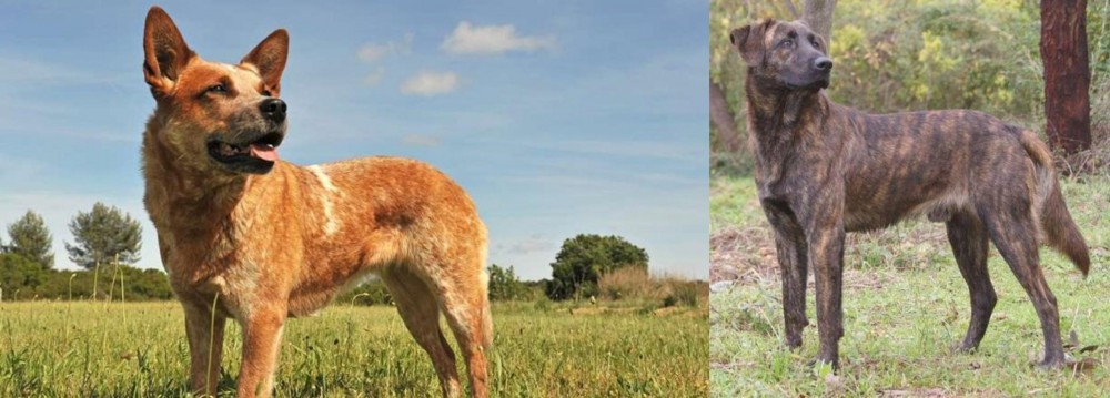 Treeing Tennessee Brindle vs Australian Red Heeler - Breed Comparison
