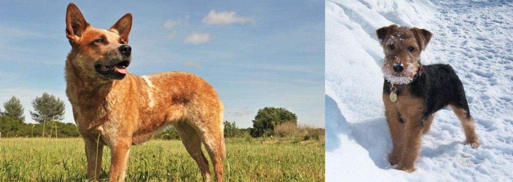 Welsh Terrier vs Australian Red Heeler - Breed Comparison