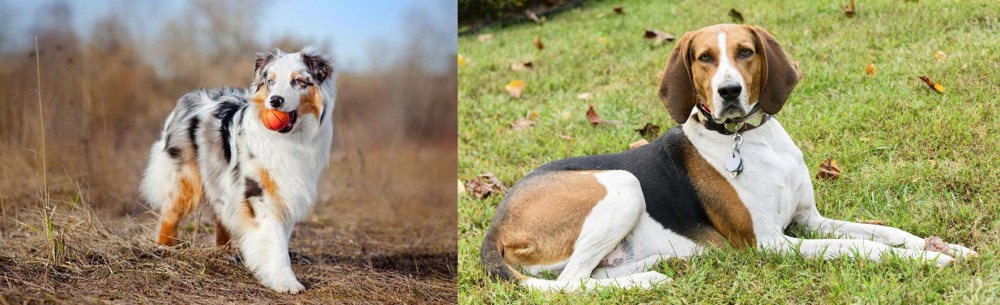 American English Coonhound vs Australian Shepherd - Breed Comparison