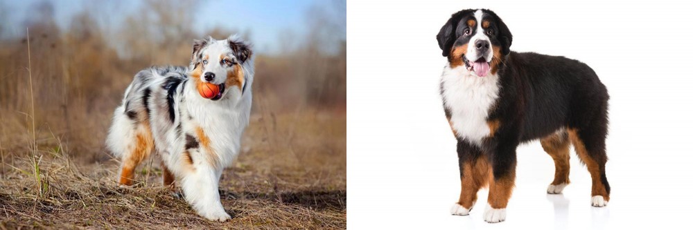 Bernese Mountain Dog vs Australian Shepherd - Breed Comparison
