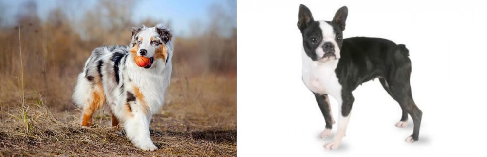 Boston Terrier vs Australian Shepherd - Breed Comparison