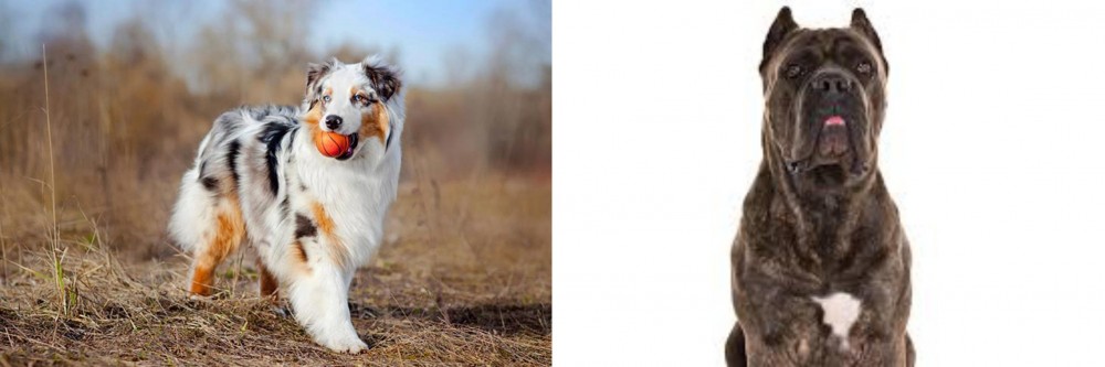 Cane Corso vs Australian Shepherd - Breed Comparison