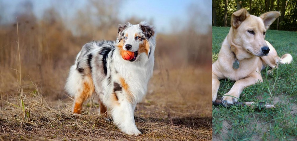Carolina Dog vs Australian Shepherd - Breed Comparison