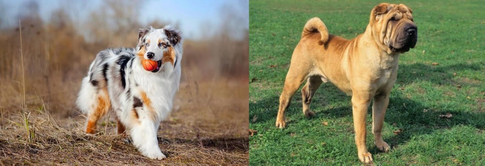 Chinese Shar Pei vs Australian Shepherd - Breed Comparison