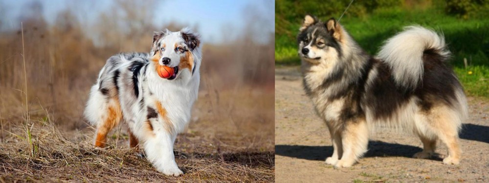 Finnish Lapphund vs Australian Shepherd - Breed Comparison