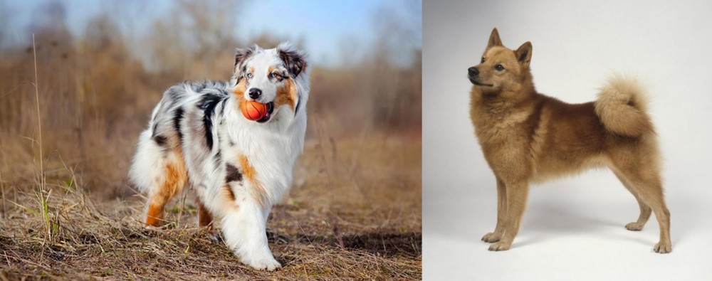 Finnish Spitz vs Australian Shepherd - Breed Comparison