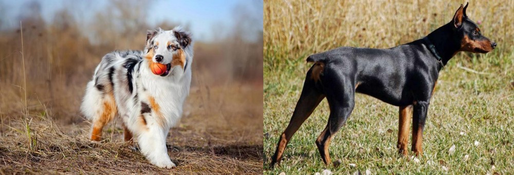 German Pinscher vs Australian Shepherd - Breed Comparison