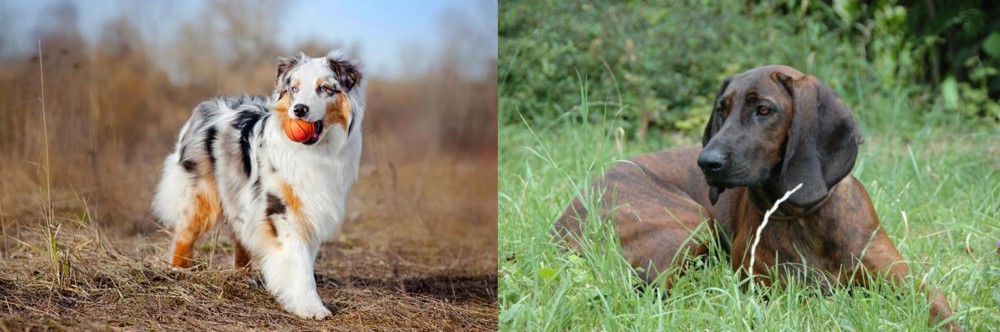 Hanover Hound vs Australian Shepherd - Breed Comparison