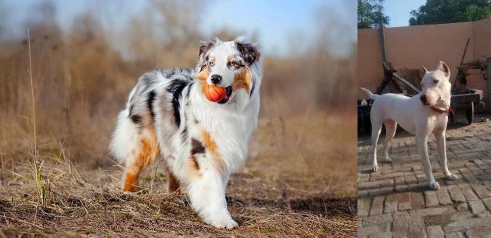 Indian Bull Terrier vs Australian Shepherd - Breed Comparison